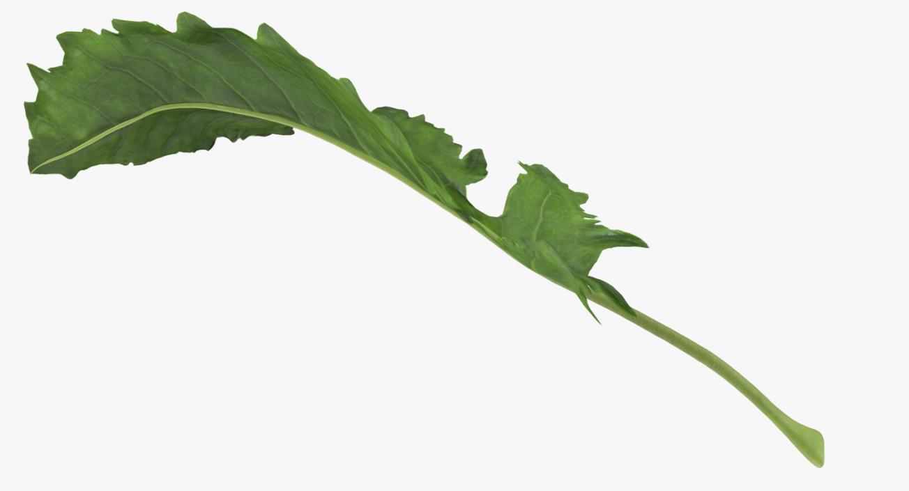 3D Kohlrabi Leaf model