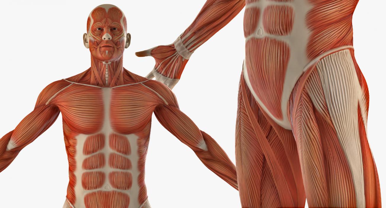 3D Anatomy Male Muscular System model
