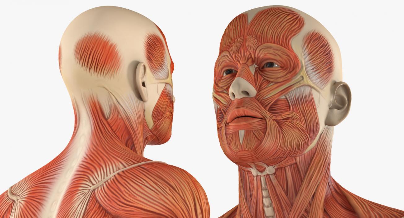 3D Anatomy Male Muscular System model