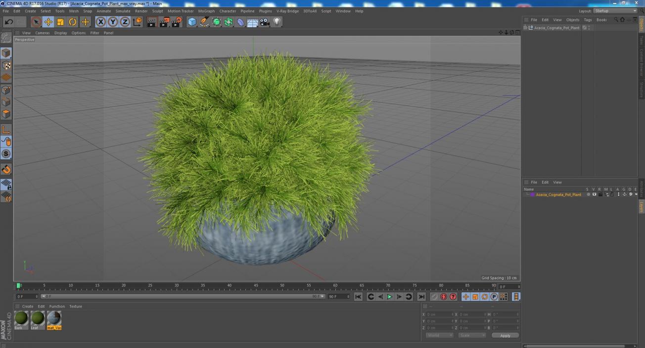 Acacia Cognata Pot Plant 3D model