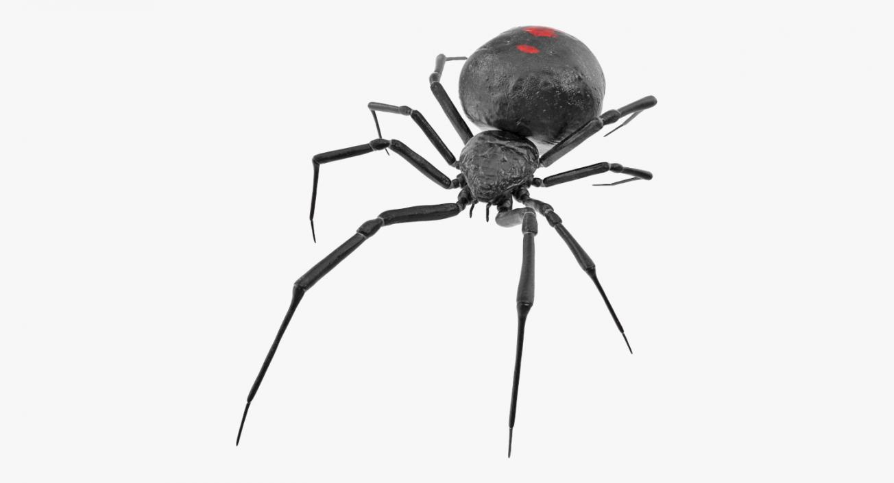 Widow Spider 3D