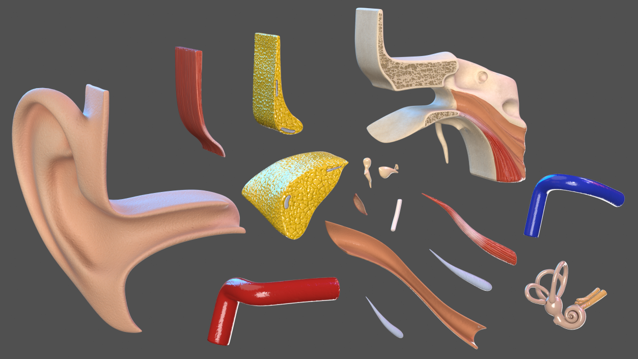 Human Ear Anatomy Structure 3D