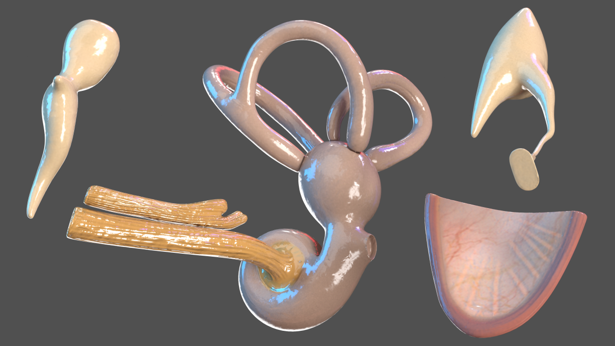 Human Ear Anatomy Structure 3D