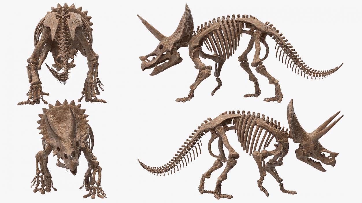 3D Triceratops Fossil Walking Pose