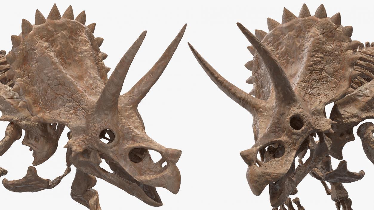 3D Triceratops Fossil Walking Pose