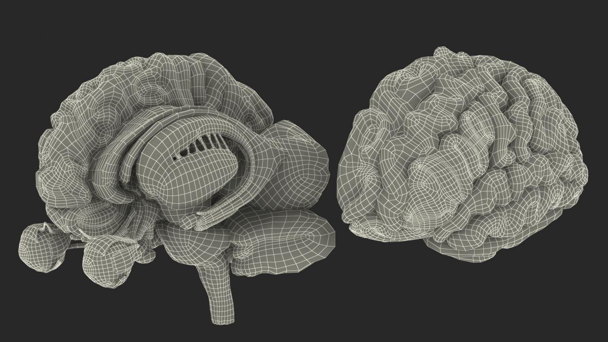 3D model Female Anatomy Brain