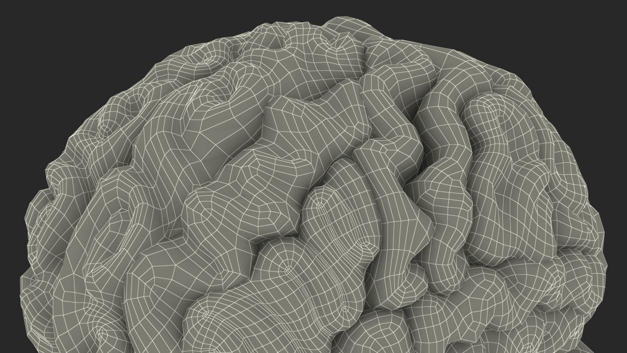 3D model Female Anatomy Brain
