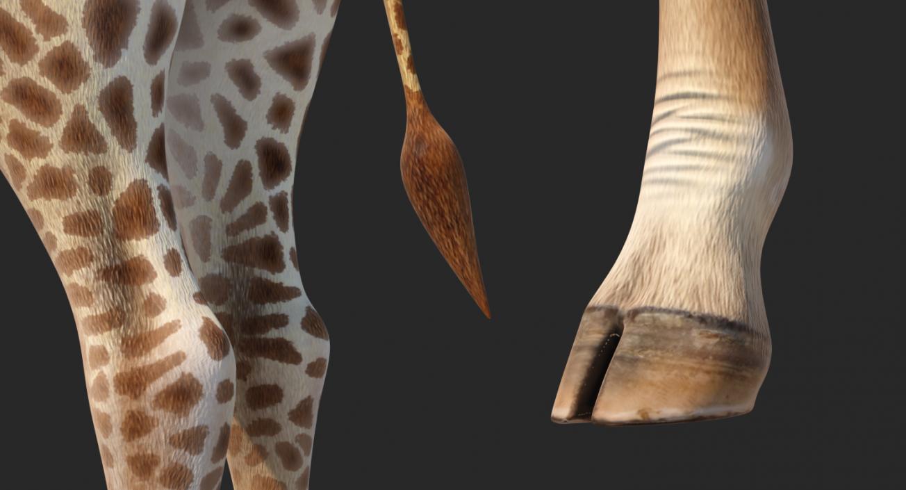 African Giraffe Standing Pose 3D model