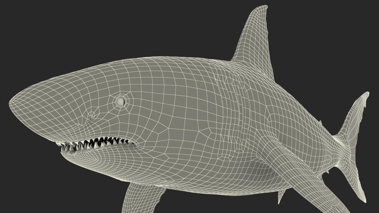 Great White Shark Fish Rigged 3D model
