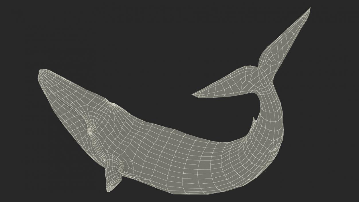 Balaenoptera Musculus Swimming Pose Fur 3D model