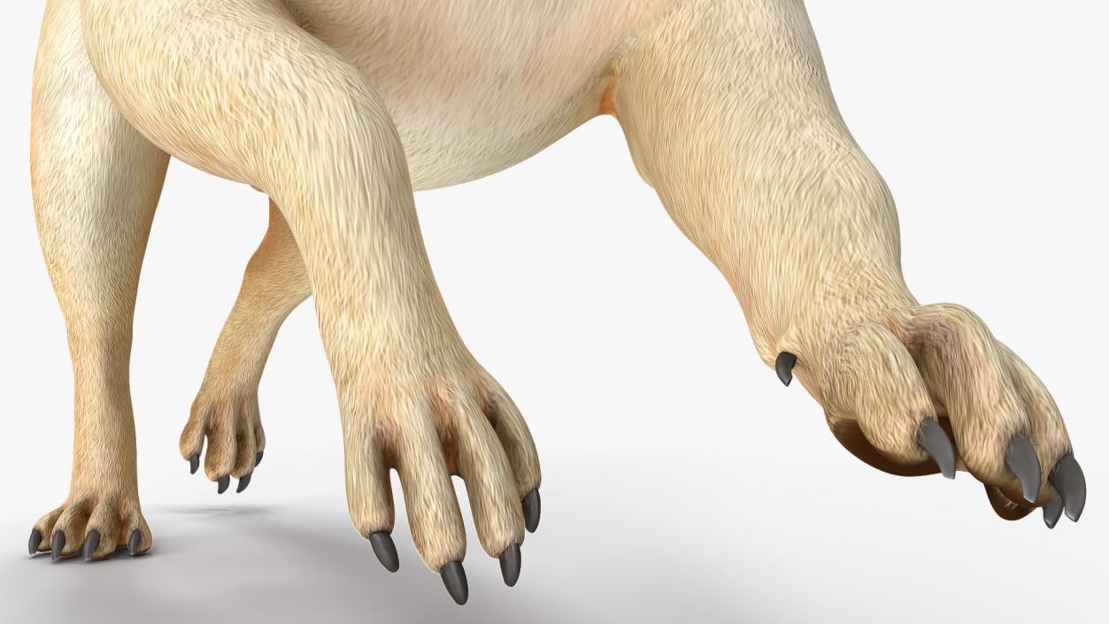 3D model Pug Dog Running Pose