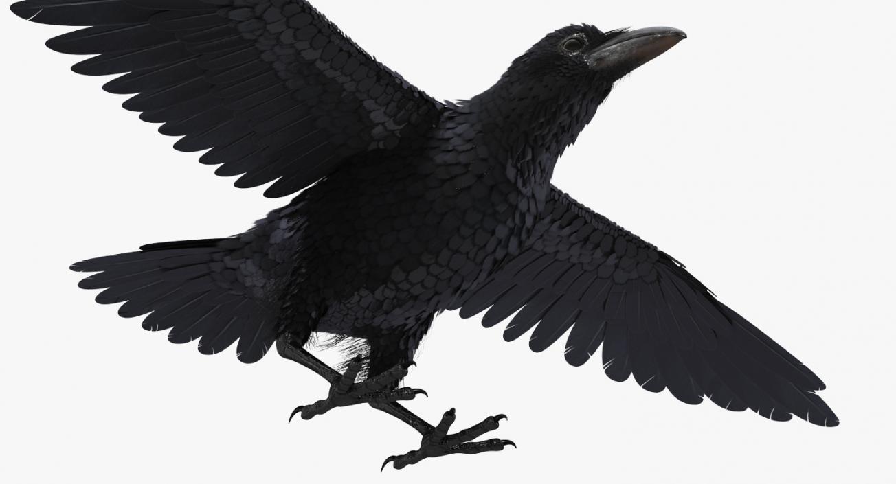 3D model Black Crow