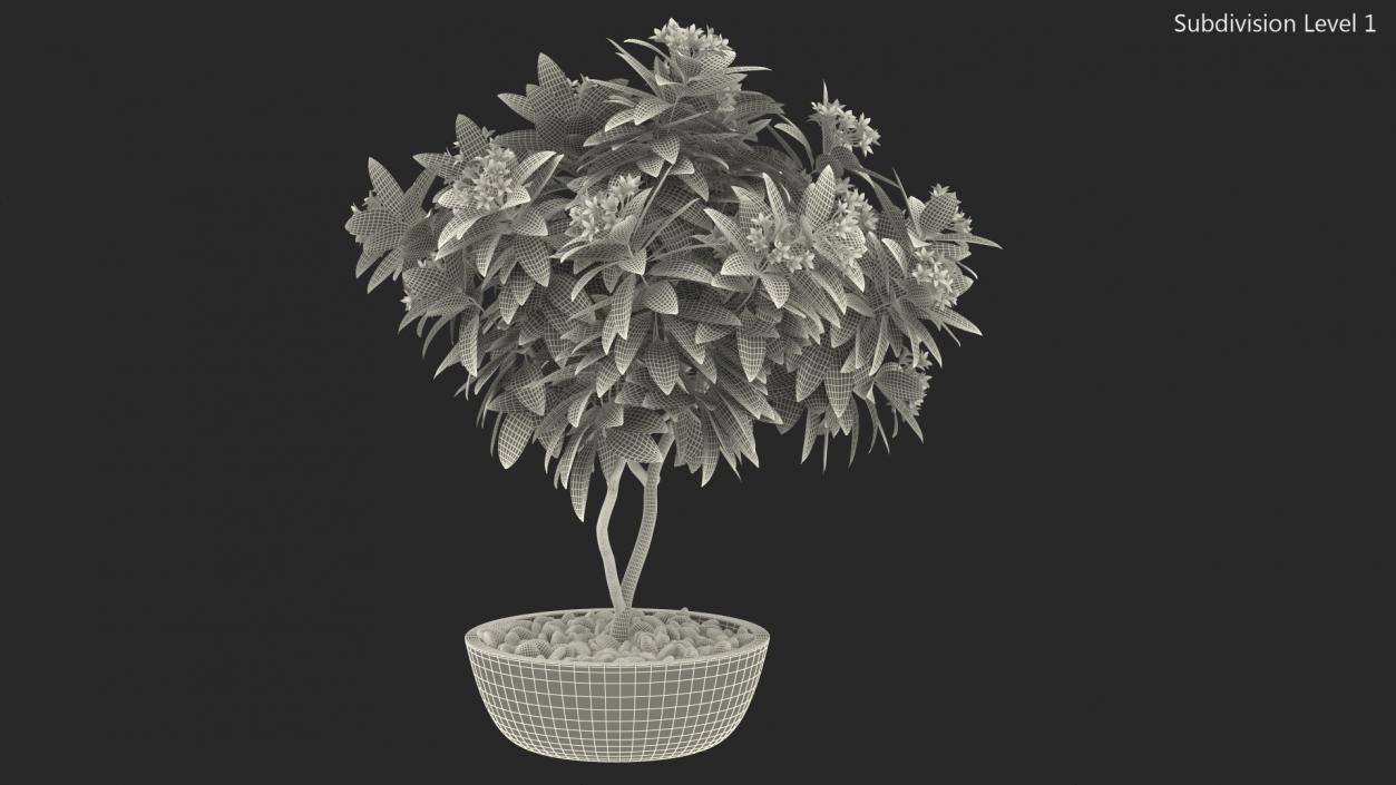 3D model Flower Pot Plumeria White