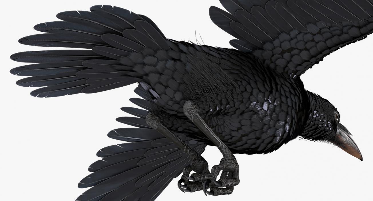 3D Raven Flying Animated Rigged model