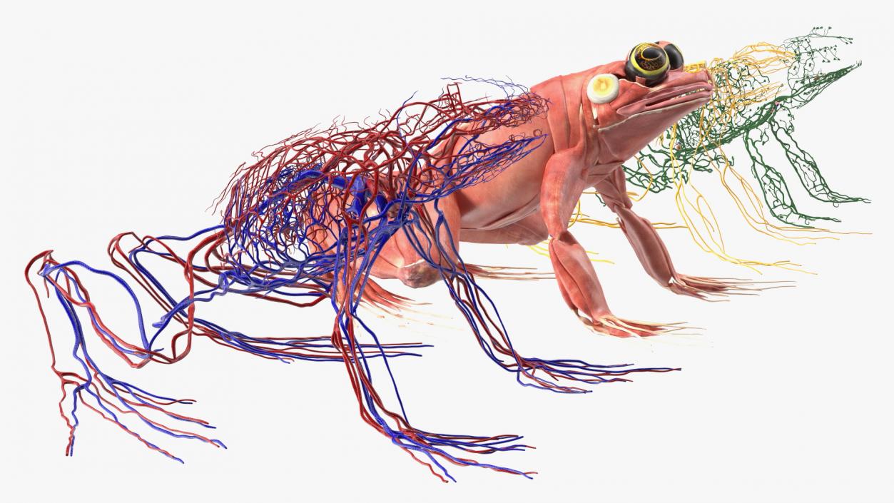 3D Frog Anatomy Complete Body