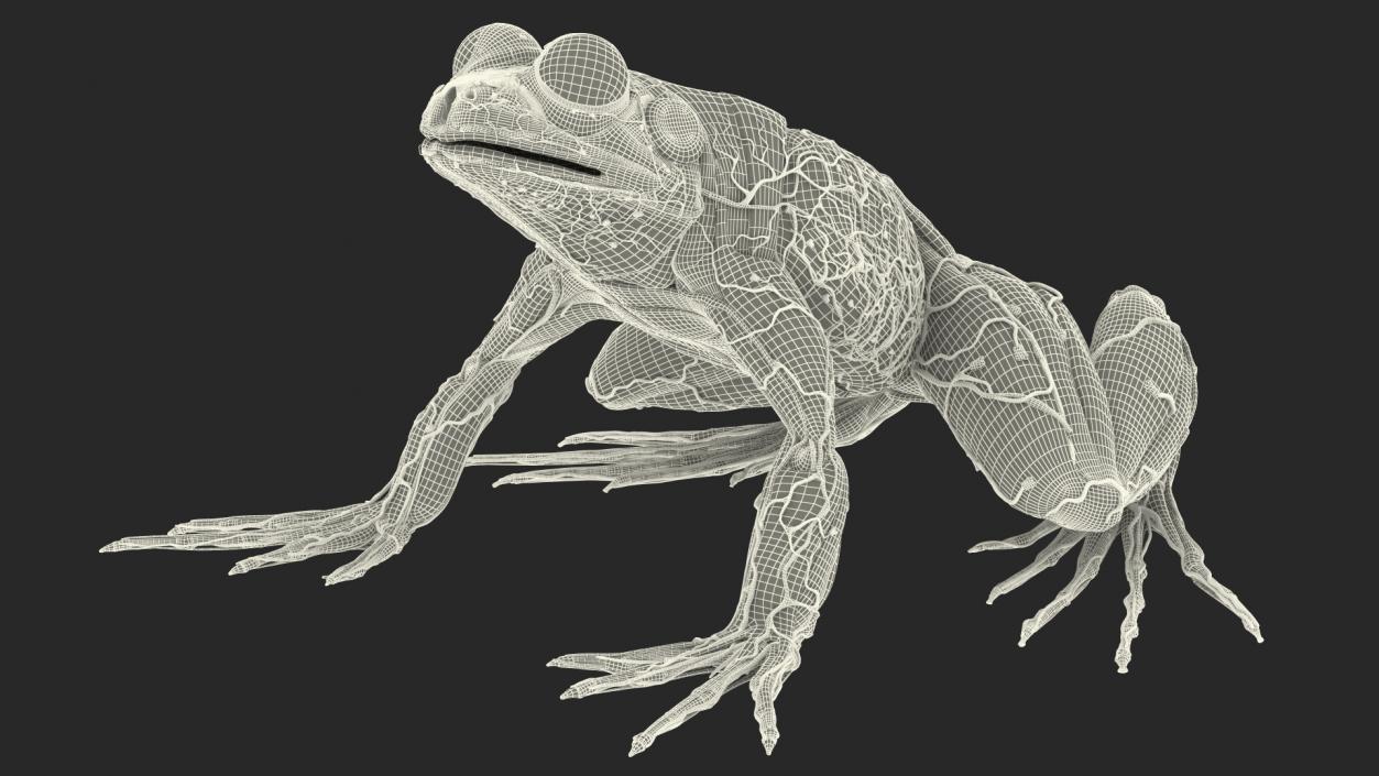 3D Frog Anatomy Complete Body