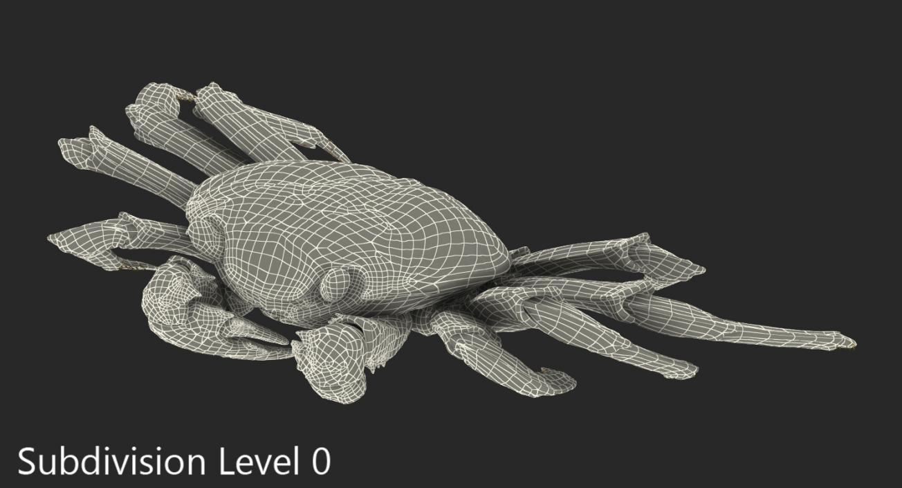 3D model Sally Lightfoot Crab