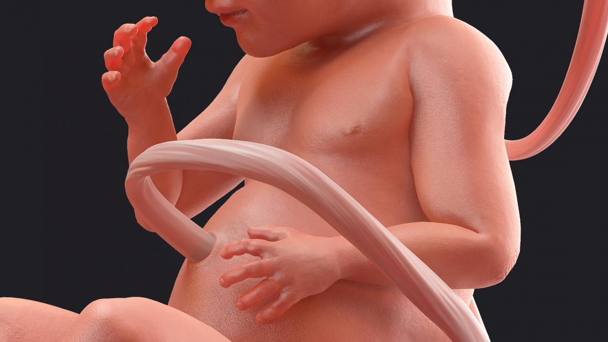 3D model Human Fetus at 24 Weeks Rigged