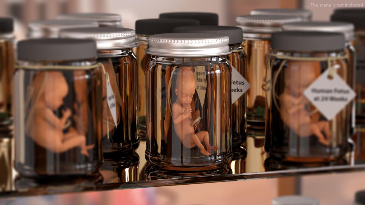 3D model Human Fetus at 24 Weeks Rigged