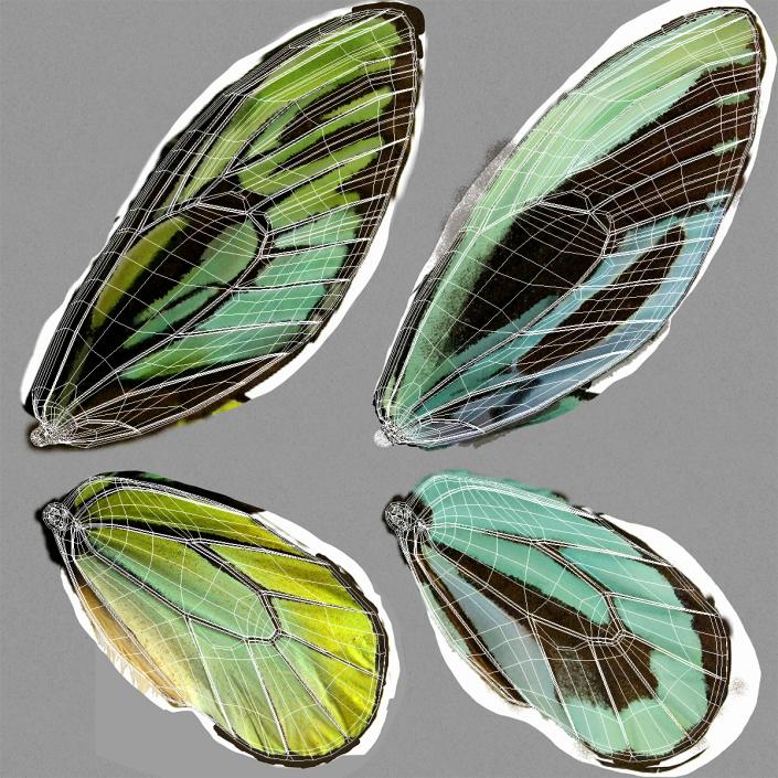 3D Butterfly Ornithoptera Alexandrae model