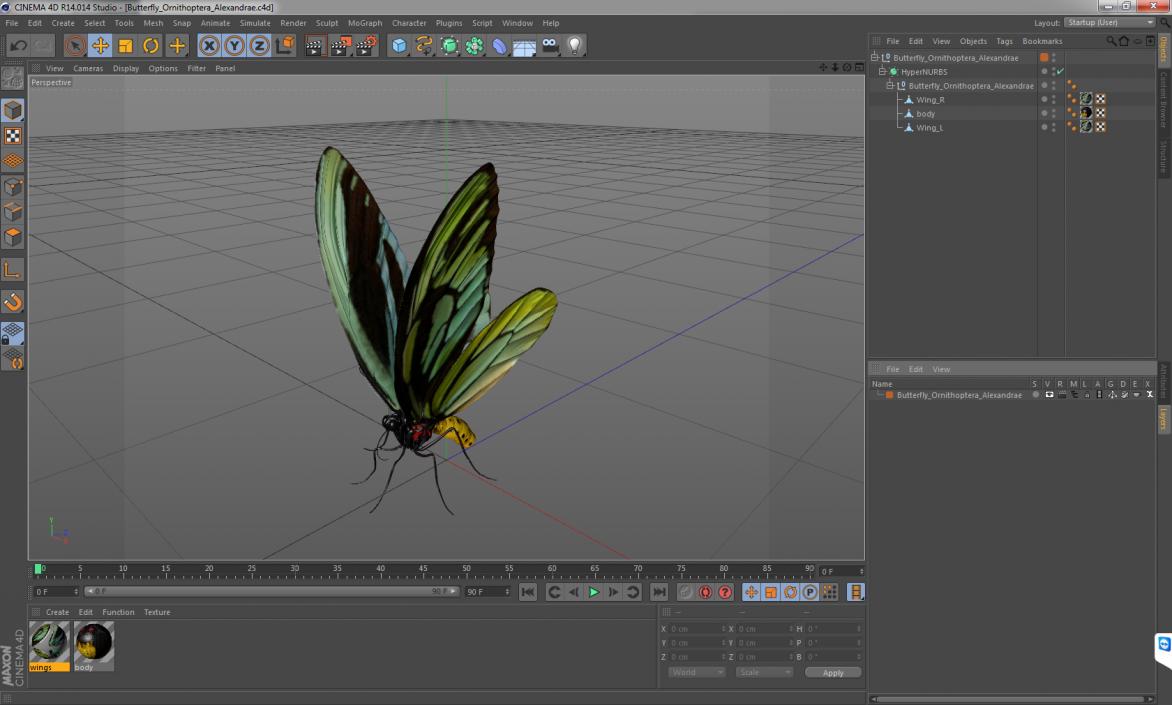3D Butterfly Ornithoptera Alexandrae model
