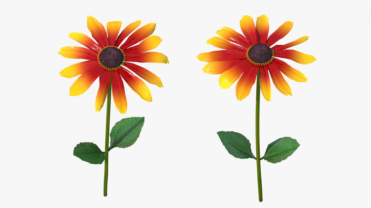 3D Black Eyed Susan Rudbeckia Hirta Flower Orange