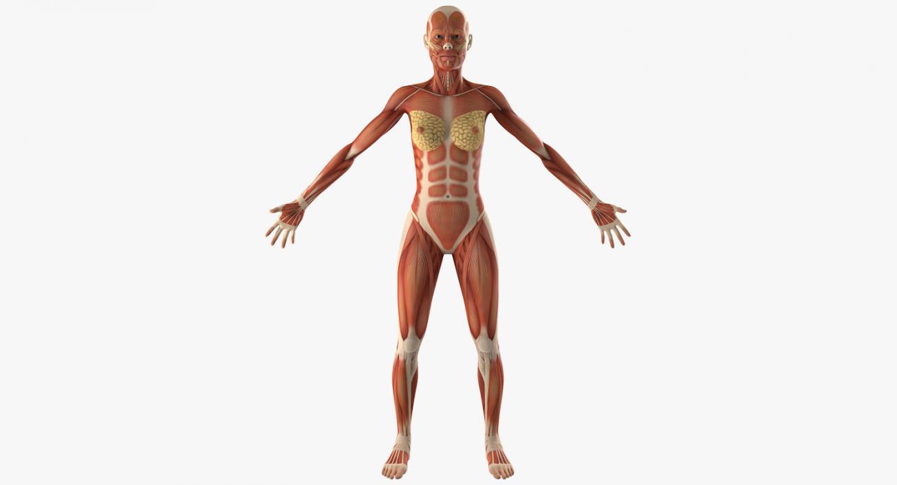 3D model Female Muscular System Anatomy