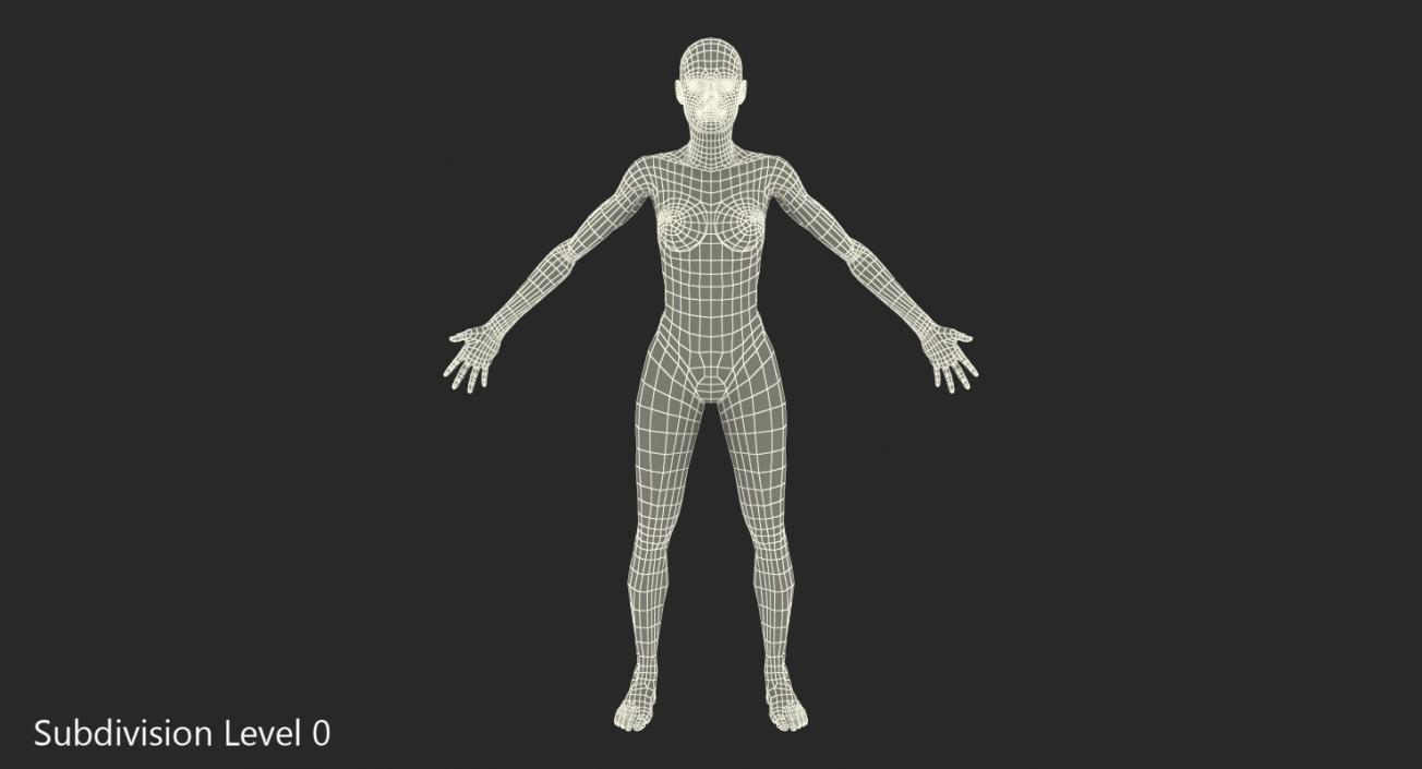 3D model Female Muscular System Anatomy