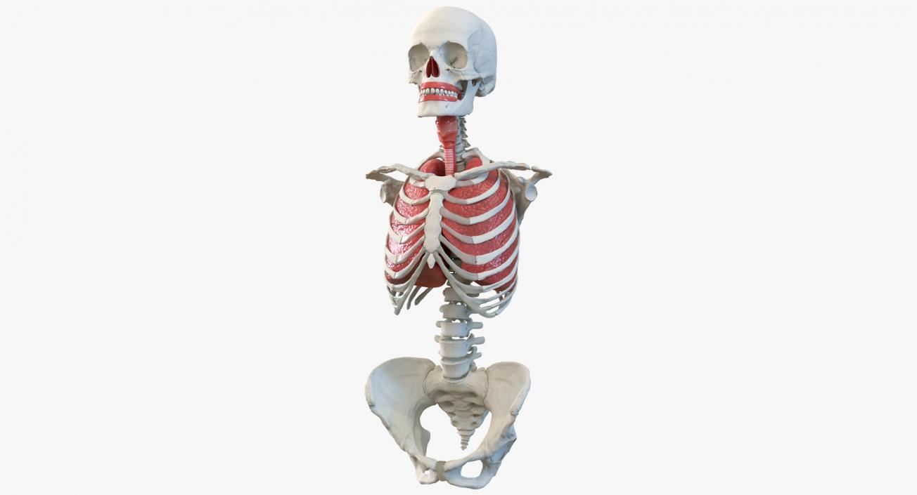 3D Human Female Torso Skeleton with Respiratory System