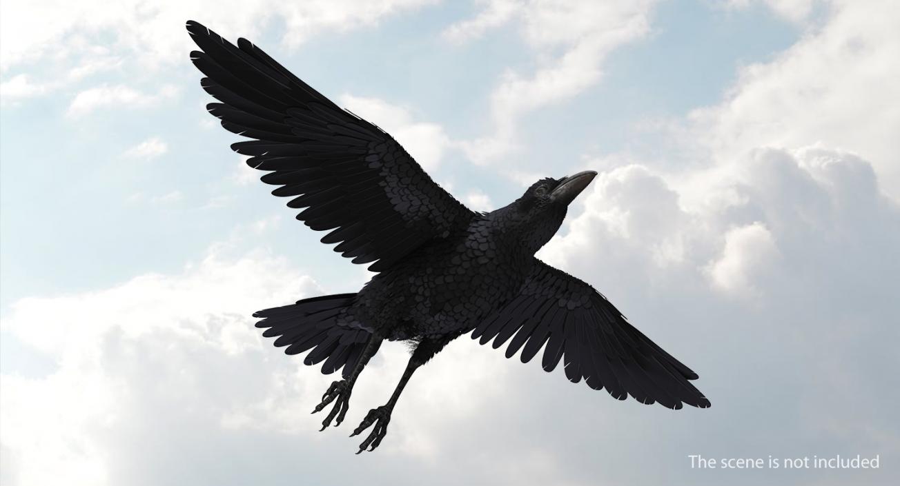Raven Flying 3D