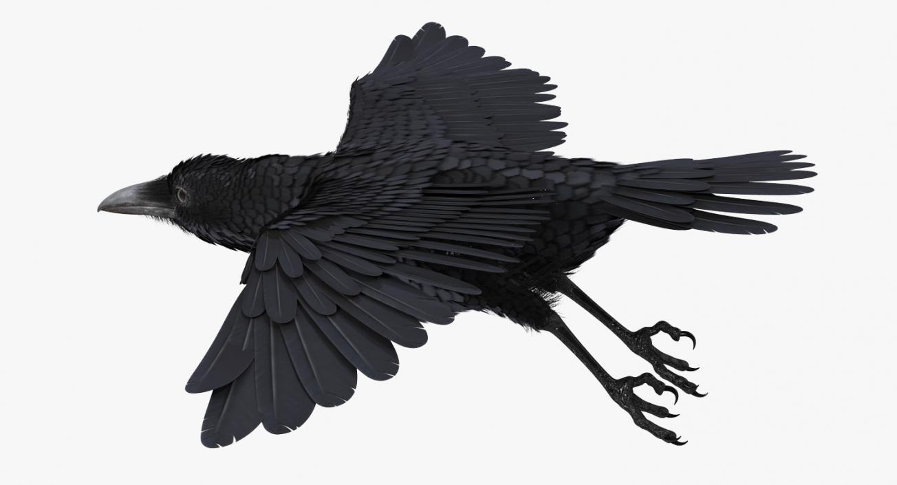 Raven Flying 3D