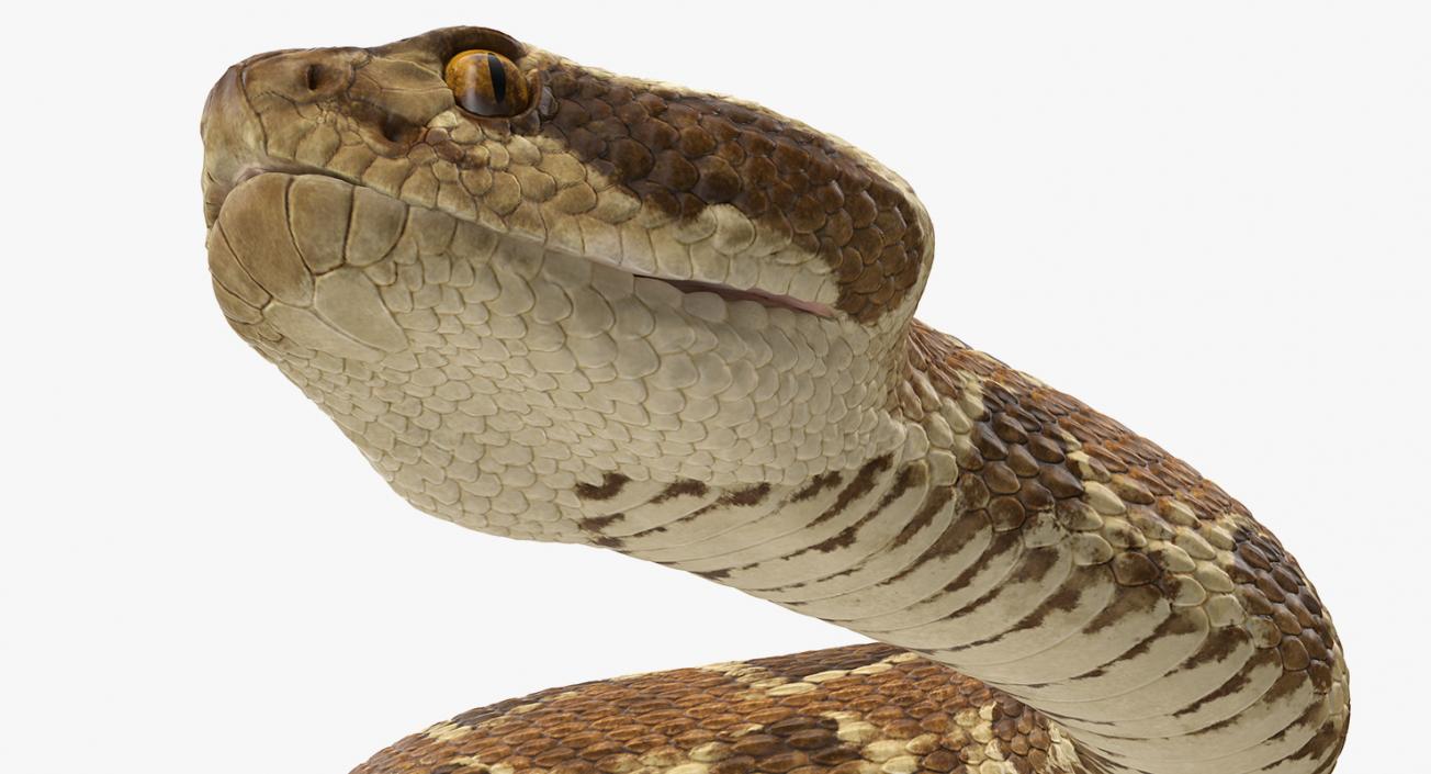 3D Light Rattlesnake Crawling Pose