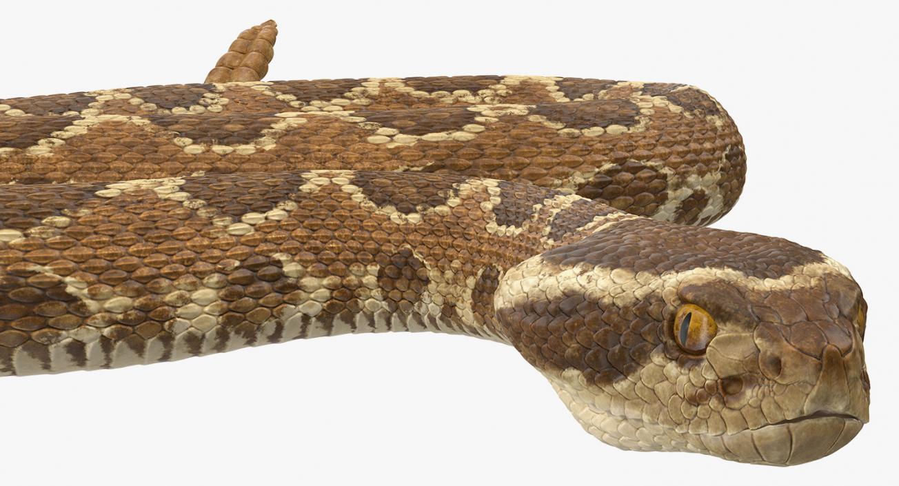 3D Light Rattlesnake Crawling Pose