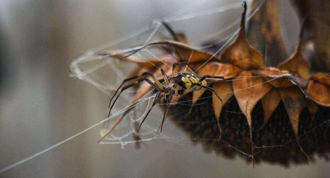 3D model Argiope Aurantia or Yellow Garden Spider