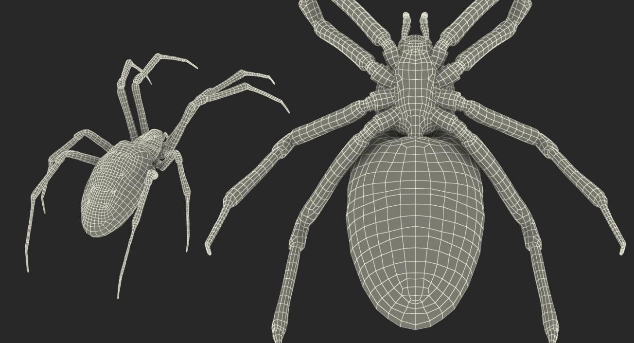 3D model Argiope Aurantia or Yellow Garden Spider