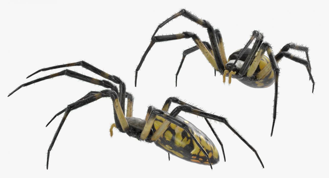 Black and Yellow Garden Spider with Fur 3D model