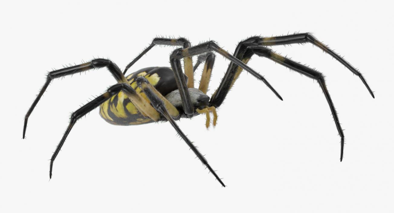 Black and Yellow Garden Spider with Fur 3D model