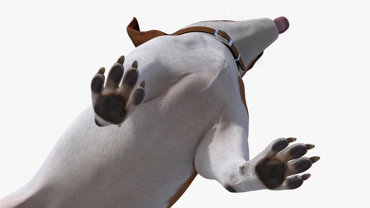 3D Jack Russell Terrier Spotted Waiting Pose