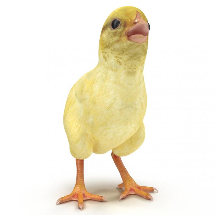 Chick 3D model