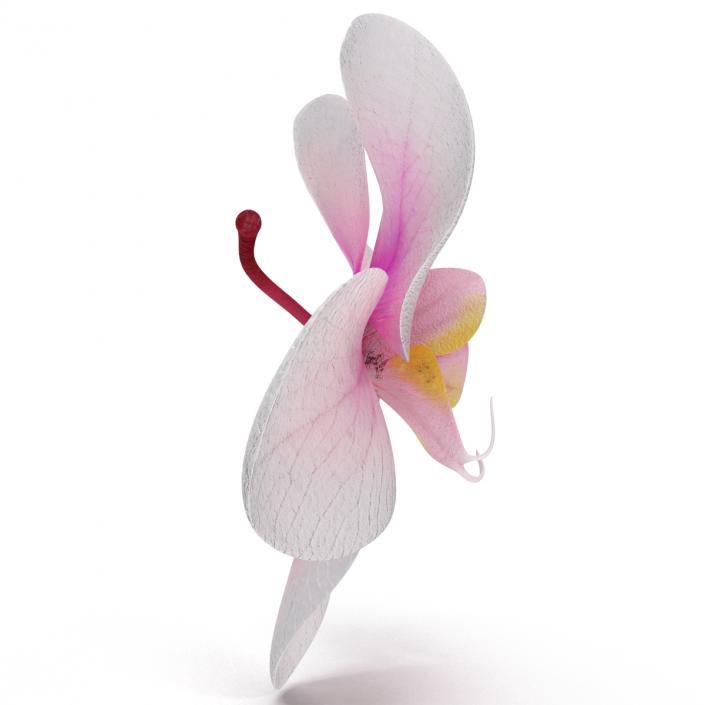 3D Orchid Flower model