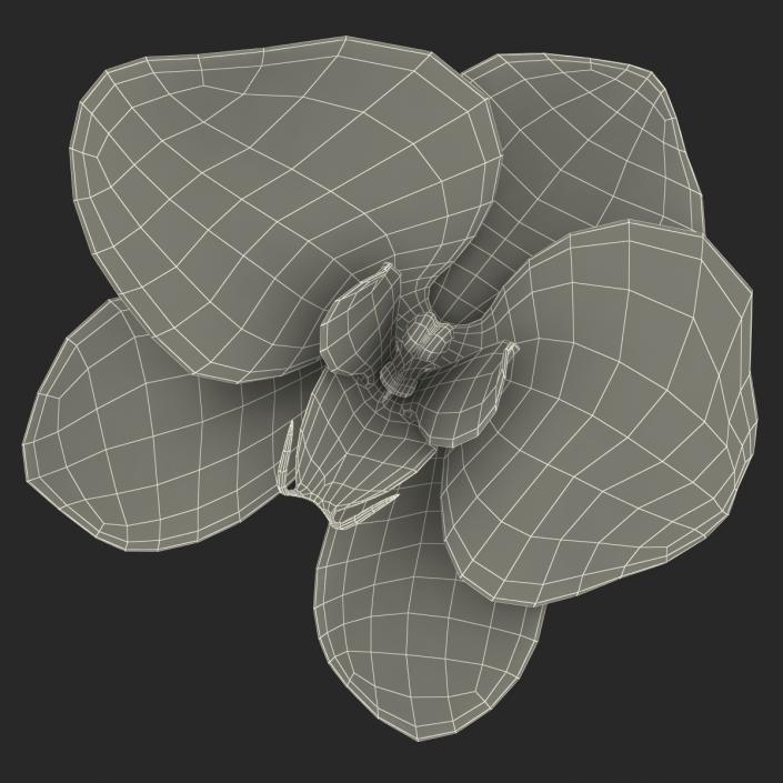 3D Orchid Flower model