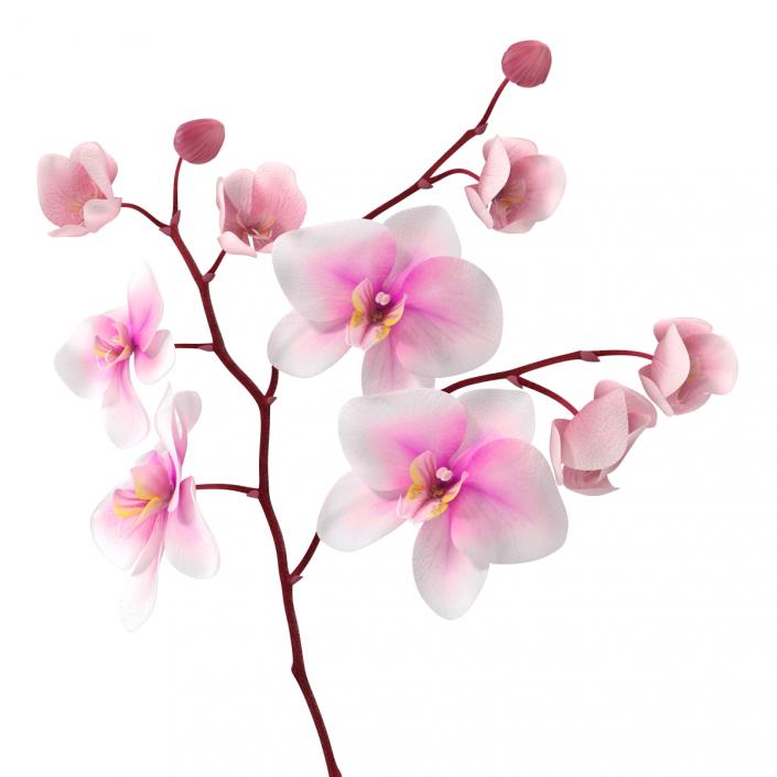 3D model Orchid 3