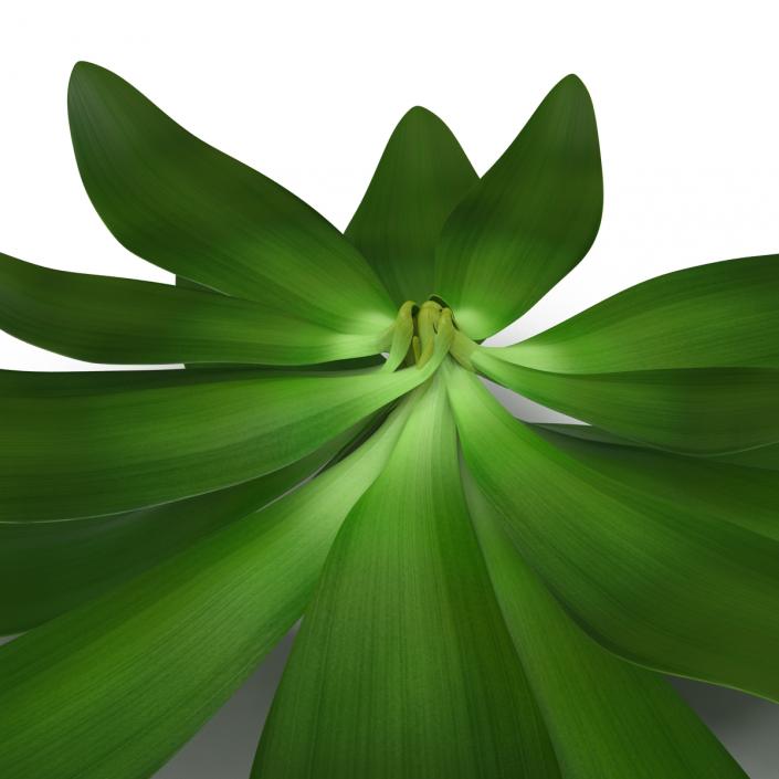 3D Tropical Plant Glauca Cordyline