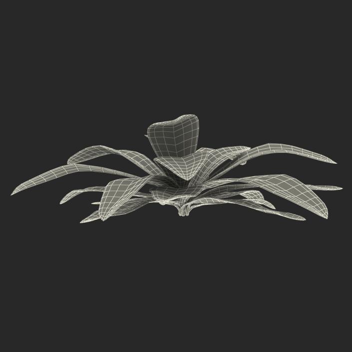 3D Tropical Plant Glauca Cordyline