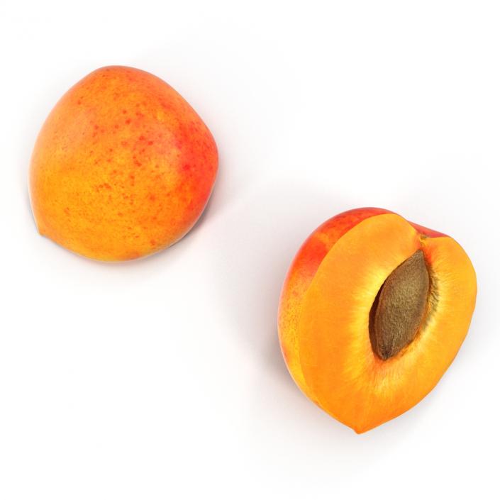 3D Apricot Cross Section 3 model