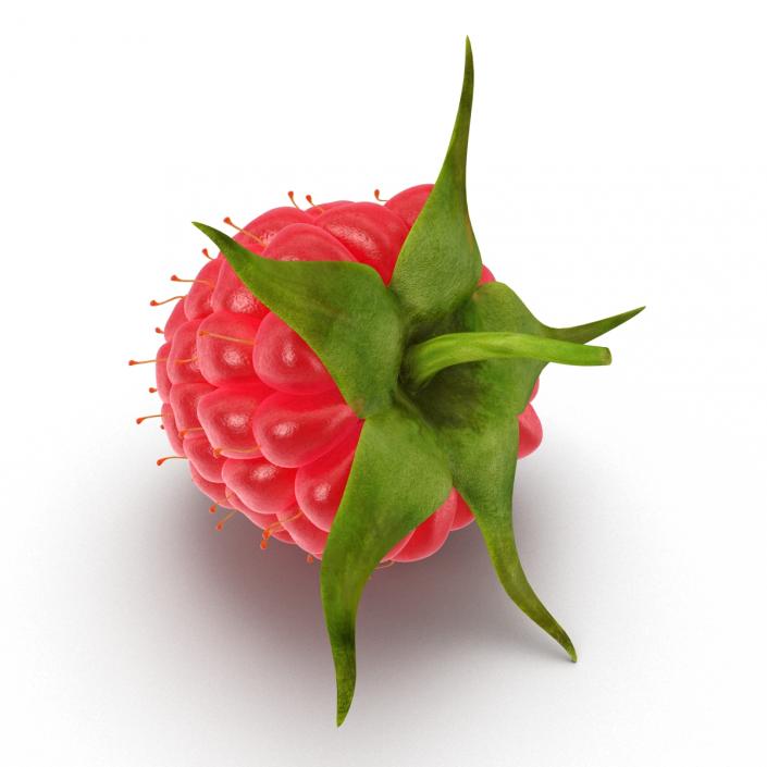 Raspberry 3D model