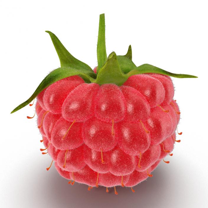 3D Raspberry with Fur model