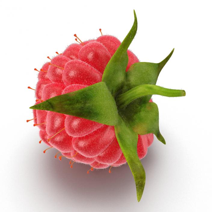 3D Raspberry with Fur model