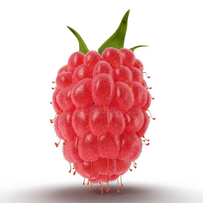 Ripe Red Raspberry with Fur 3D