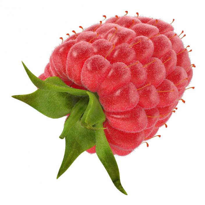 Ripe Red Raspberry with Fur 3D